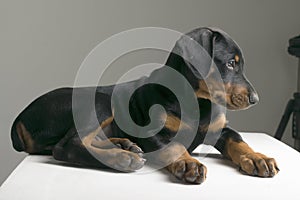 Doberman puppy dog three months old is lying on the table