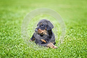 Doberman puppy in grass. Puppy lies on the green grass