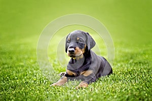 Doberman puppy in grass. Puppy lies on the green grass