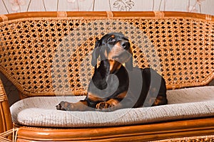 A Doberman puppy at home lies on rattan sofa