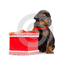 Doberman puppy near gift-box