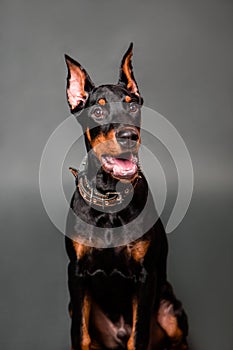 Doberman puppy portrait isolated on dark background