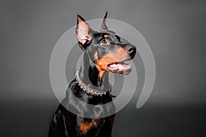 Doberman puppy portrait isolated on dark background