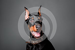 Doberman puppy portrait isolated on dark background