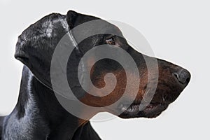 Doberman Puppy profile