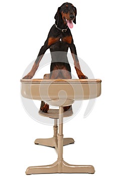 Doberman Puppy in School Desk