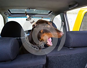 Doberman puppy sitting in a car and yawns