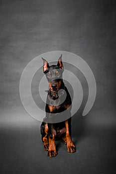 Doberman puppy sitting isolated on a black background