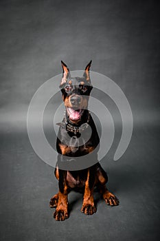 Doberman puppy sitting isolated on a black background