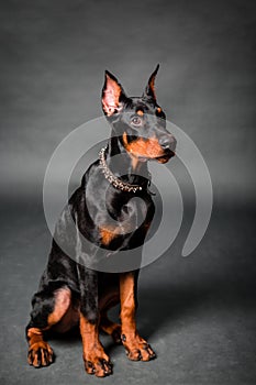 Doberman puppy sitting isolated on a black background