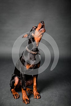 Doberman puppy sitting isolated on a black background