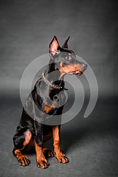 Doberman puppy sitting isolated on a black background