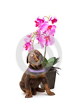 Doberman puppy with violet flower