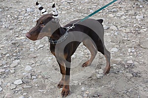 Doberman puppy for a walk on the river bank