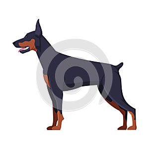 Doberman Purebred Dog, Pet Animal, Side View Vector Illustration