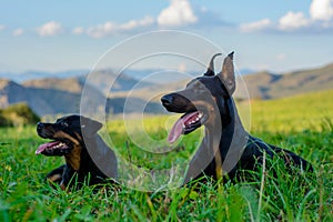 Doberman and Rottweiler