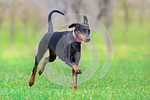 Doberman run free