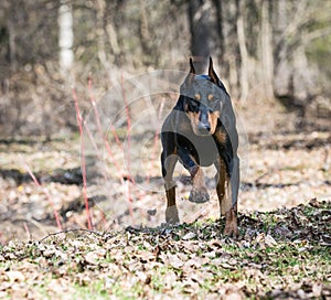 Doberman running