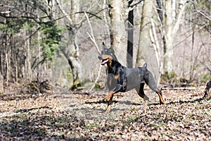 Doberman running