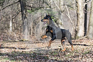 Doberman running