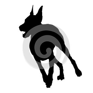 Doberman running black silhouette