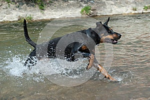 Doberman running through the water