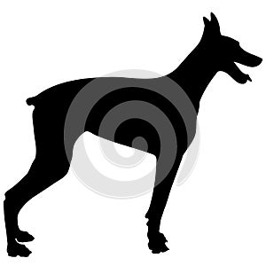 Doberman Silhouette