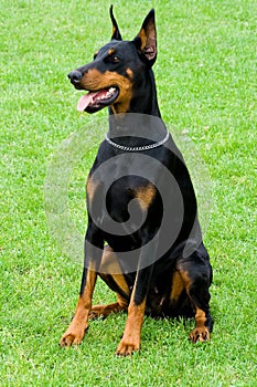 Doberman sitting on the grass