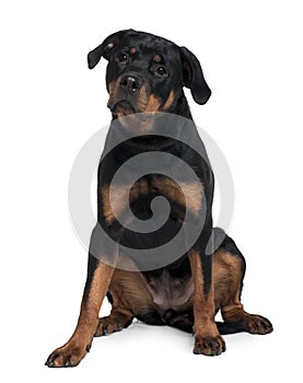 Doberman, sitting and looking away