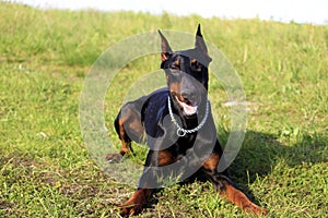 Doberman sunbathing