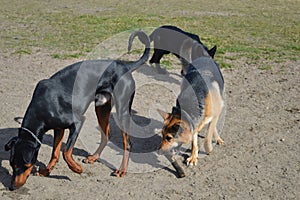 Doberman and two German Shepherd dogs