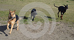 Doberman and two German Shepherd dogs running