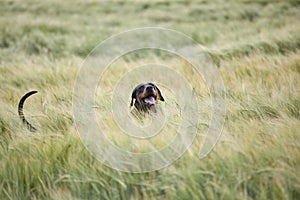 Doberman watching in a wheat field