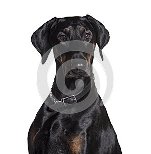 Doberman wearing collar