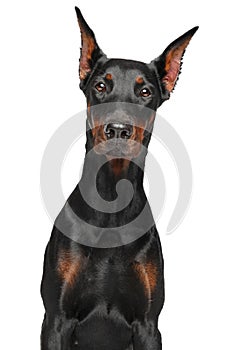 Doberman on white background. Studio