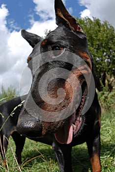 Dobermann