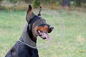 Dobermann