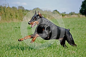 Dobermann