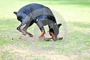 Dobermann