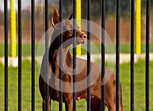 Dobermann Behind Bars