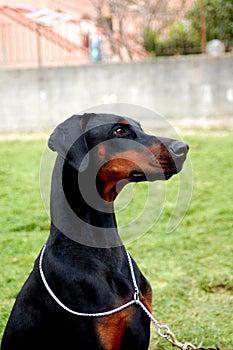 Dobermann black puppy