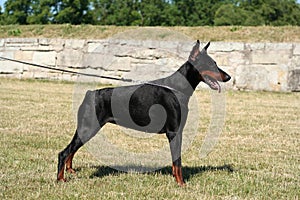 Dobermann Devvu