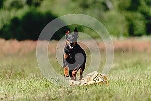 Dobermann dog running fast and chasing lure across green field at dog racing competion