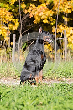 The dobermann with lead is sitting on a walkway in