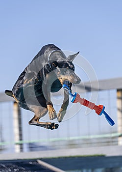 Dobermann Pincher catching a toy in midair while dock diving