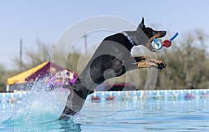 Dobermann Pincher about to catch a toy in the pool