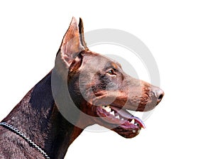 Dobermann portrait