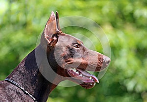 Dobermann portrait