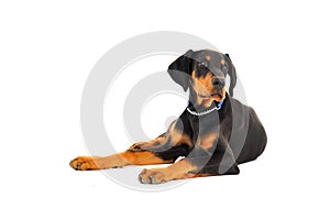 Dobermann puppy