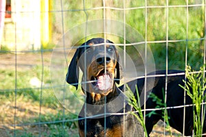 Dobermann puppy behind fence